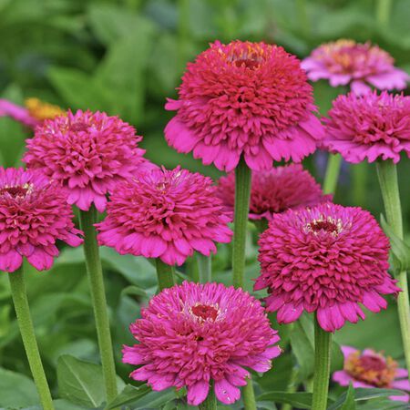 Zinderella Purple, Zinnia Seeds - Packet image number null